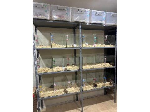 Suriye hamster için ulaşınız