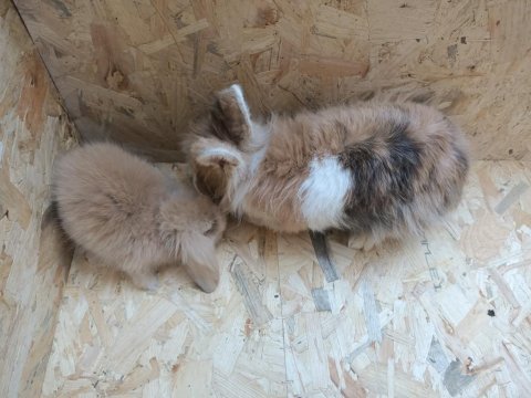 Aslanbaş yetişkin tavşan karamel
