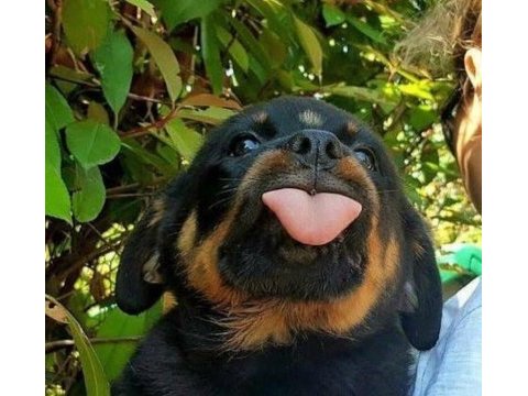Koca kafa rottweiler yavrular