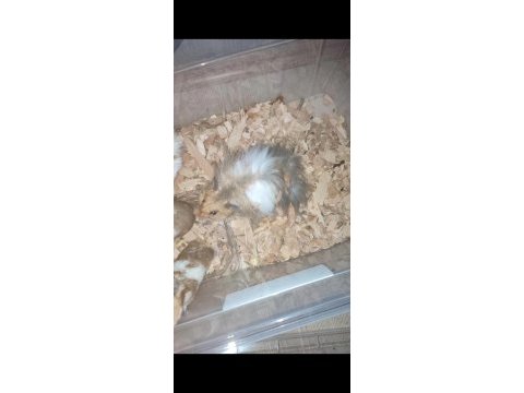 Safkan damızlık ve anaç teddy bear hamster