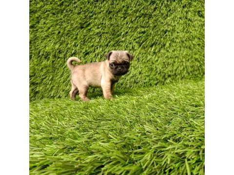 Harika anotomi pug köpeği