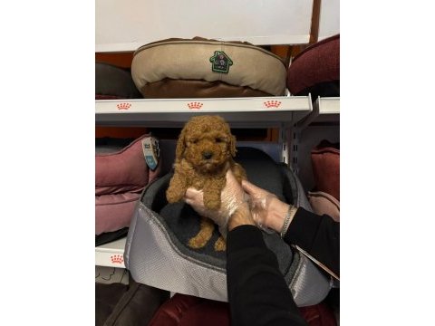 Toy poodle çokomeller