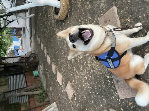 3 yaşında akita inu kızım bella dişi olduğu için