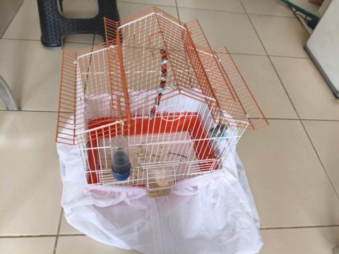 Muhabbet kuşu ve kafesi