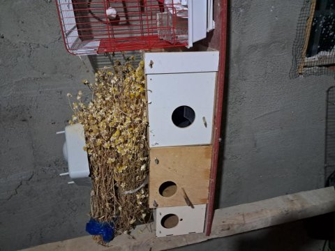 Kafes cıftlı teklı yumurtalık