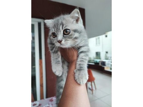 British longhair