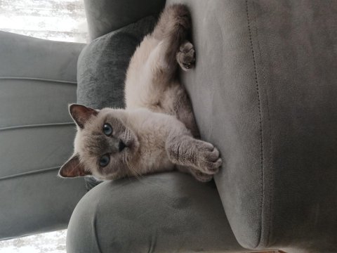 Minik british shorthair kızıma yuva arıyorum