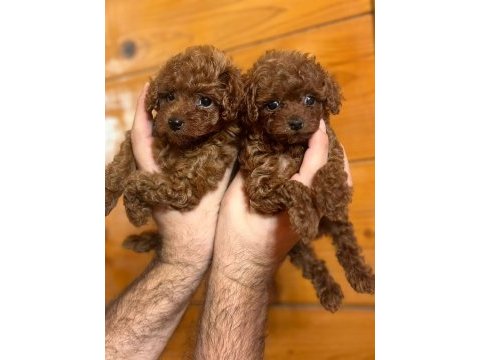 Teacup boy red brown toy poodle bebekler