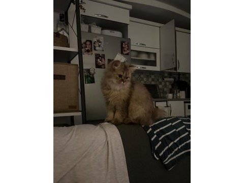 Ücretsiz british longhair 10 aylık