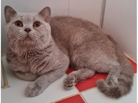 Safkan british shorthair