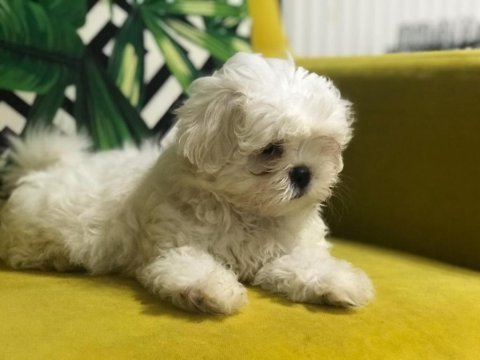 Ankaranın en güzel kore kan maltese yavrusu