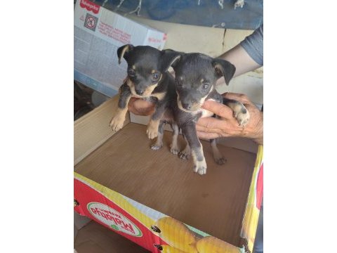 Dişi erkekli takım çok ufak olacaklar güzel köpekler