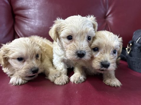 Maltipoo yavrularım sağlık ve ırk garantilidir