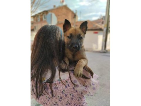 Belçika kurt malinois dişi eğitim ve scr has kan