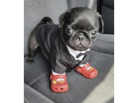 Pug safkan