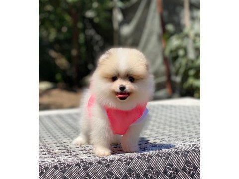 Pomeranian boo safkan ayı surat bebeklerim