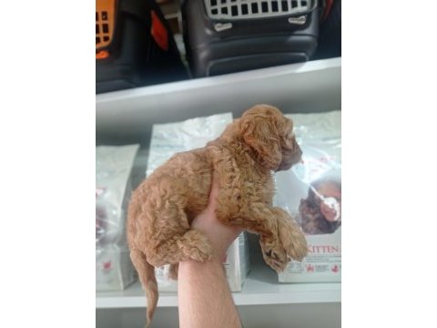 2,5 aylık erkek cockapoo