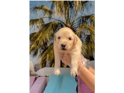 Golden retriever yavrularım sağlık ve ırk garantilidir