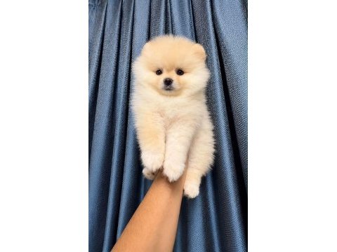 Pomeranian boo dişi yavrumuz