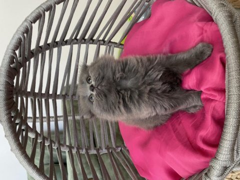 Son kalan scottish fold yavrum uyguna veriyorum