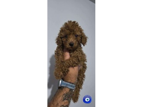 Poodle bebekleri