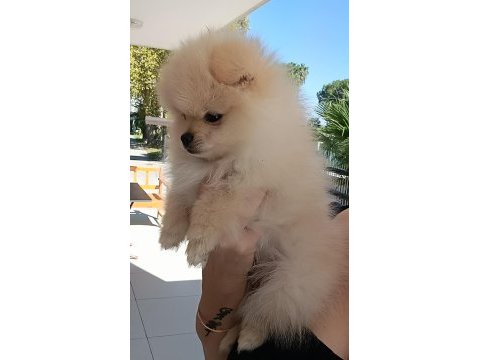 Pomeranian erkek 3 aylık