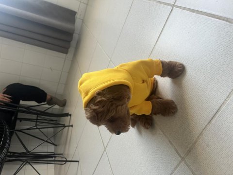 2.5 aylık sevimli maltipoo