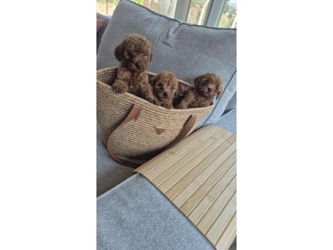 Bebek poodle