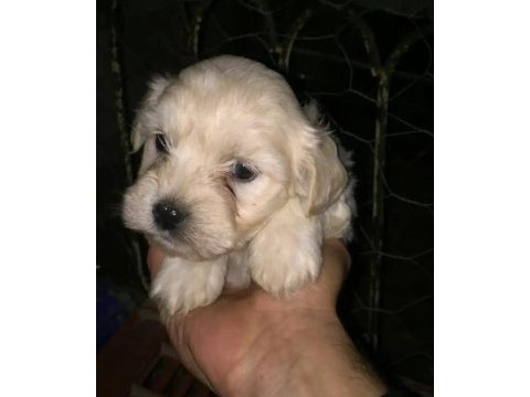 Maltese yavruları