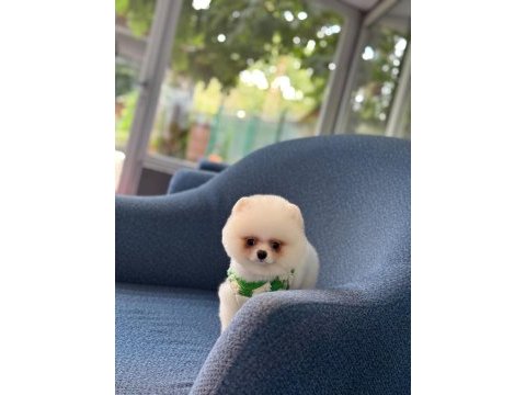 Pomeranian boo mini erkek yavrumuz oyuncu