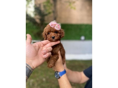 Safkan orjinal kore poodle kurabiye yavruları