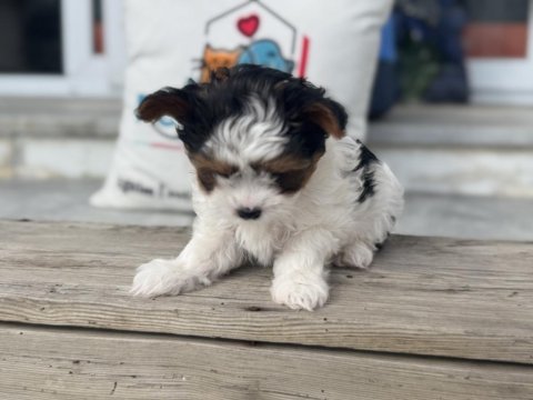Ankarada yasal ruhsatlı çiftlikden morkie yavrumuz