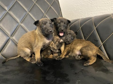 Safkan belçika malinois - koyu siyah