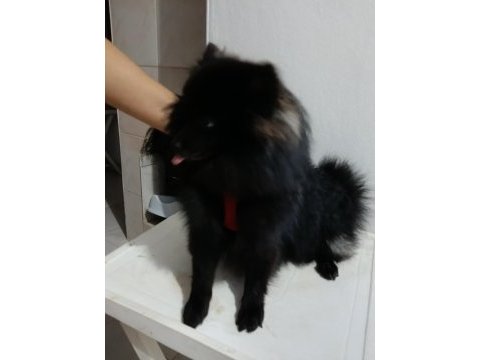 Pomeranian 8 aylık aşıları yapıldı erkek