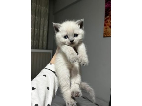 Point blue scottish fold bebekler
