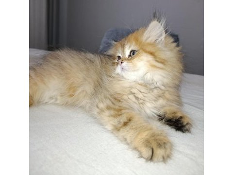 Premium güzellikte british longhair