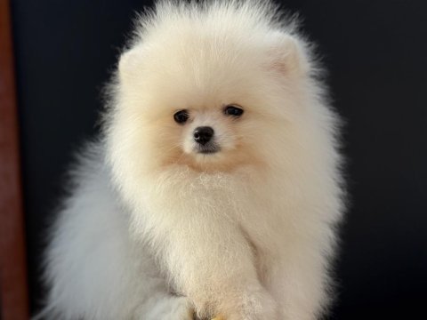 Ultra kalite gülen surat pomeranian boo yavrular