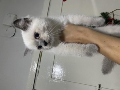 2 aylık british shorthair yavrular