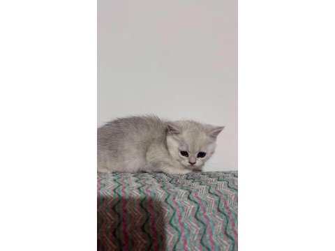 Kendi kedimin yavruları