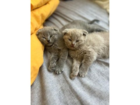 Son iki tane kedimiz elimde erkek kaldı biri lilac açık gri