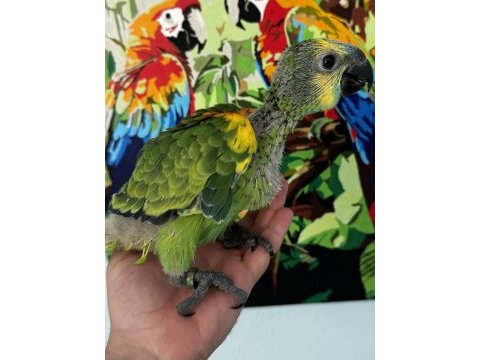 Blue front amazon papağanı bebek