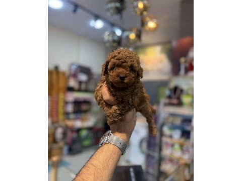 Orjinal toy poodle yavrular