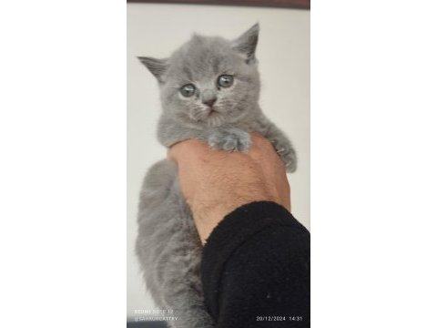 British shorthair yeni evimiz için hazırız