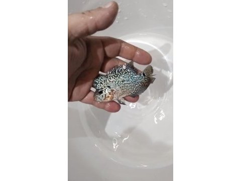 Hobici dostu flowerhorn balıklar