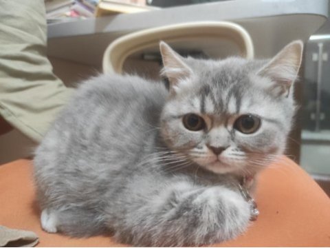 Çok tatlı ayı surat british shorthair kediler
