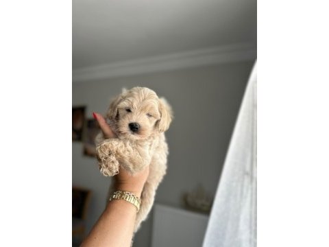 Maltipoo yavrum 55 günlük köpekler