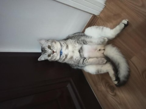 British shorthair tabby