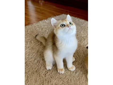 Safkan british shorthair golden erkek yavru