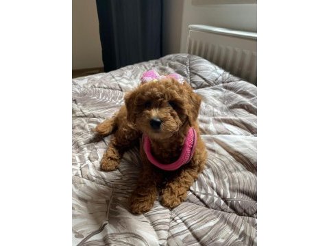 Poodle bebeğimiz yeni yuvasını bekliyor
