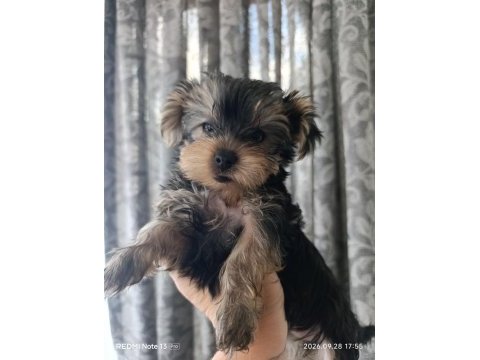 2 aylık yorki bebek köpekler
